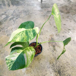 Монстера BORSIGIANA AUREA (В12)