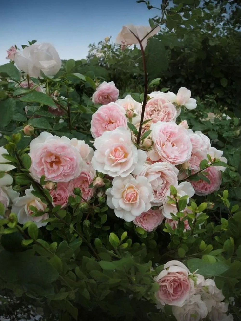 Роза шраб Лавли Мейян