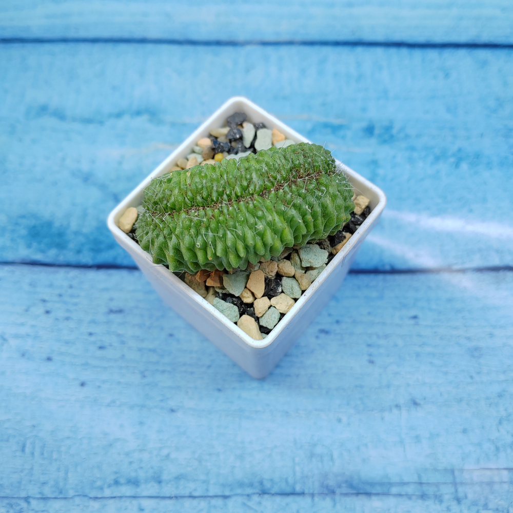 Mammillaria Spinosissima Un pico cristata (Маммилярия)