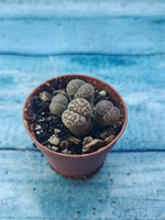 Lithops sp. (Литопсы)