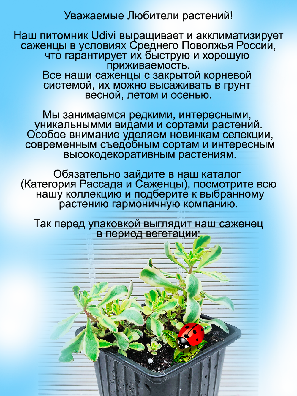 Седум Миддендорфа вариегата очиток многолетний
