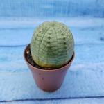 Euphorbia Obesa (Эуфорбия)