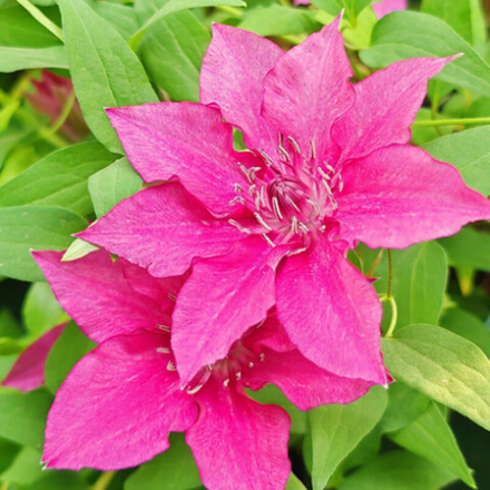 Клематис гибридный Луиса