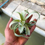 Тилландсия streptophylla L