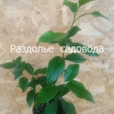 Цитрус лайм Таити