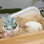 Подарочный бокс суккулент + свеча №1