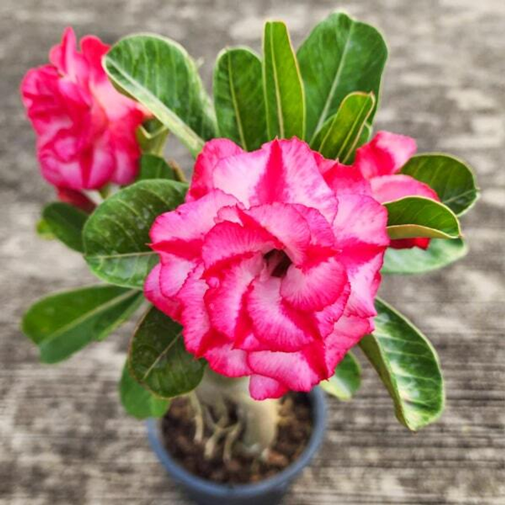 Адениум обесум KAM BOON