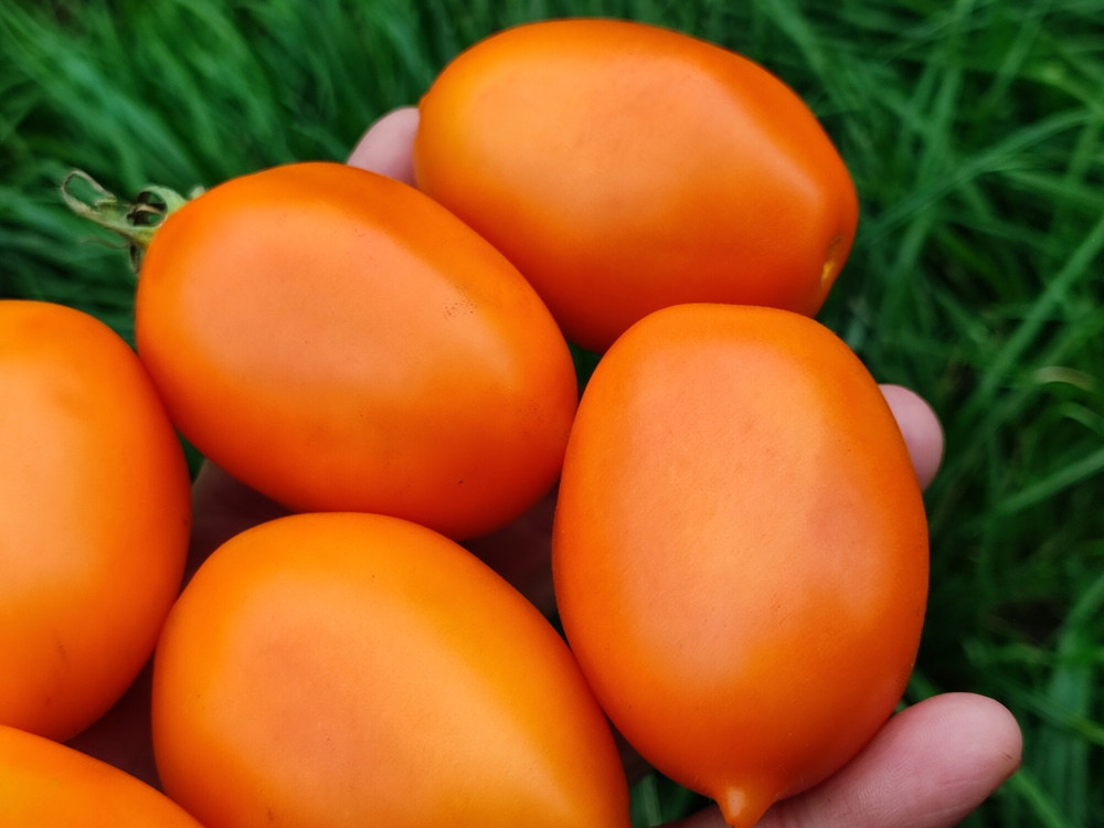 Оранжевый капрезе (Orange caprese) сорт томата