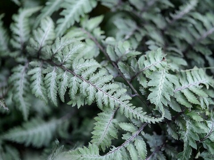 Кочедыжник ниппонский. Athyrium niponicum var. Pictum.