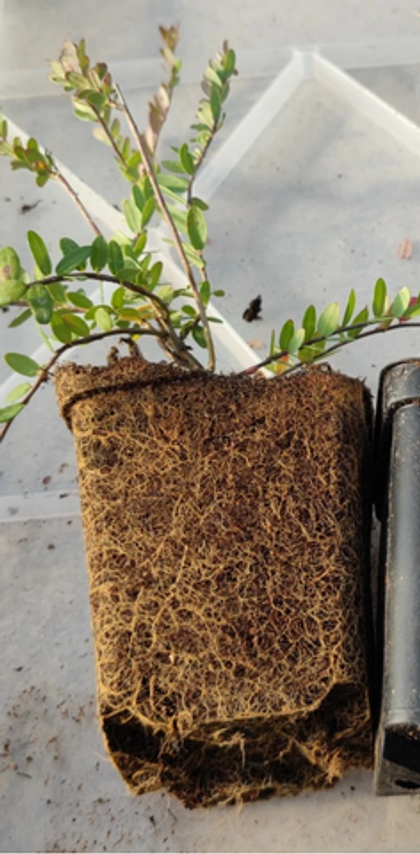 Голубика Либерти