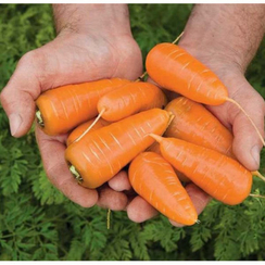 Шакира F1 семена моркови курода/шантане (Гавриш)