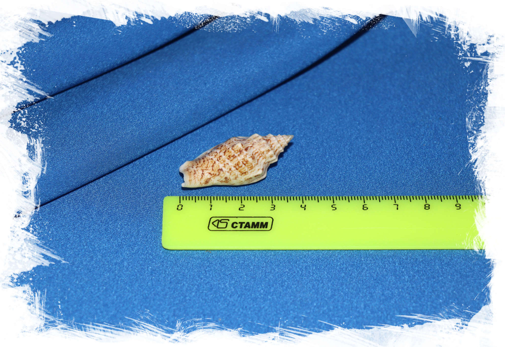 Стромбус вариабилис, Strombus variabilis размер