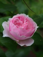 Роза флорибунда Гартентрауме