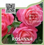 Роза плетистая "Rosanna"