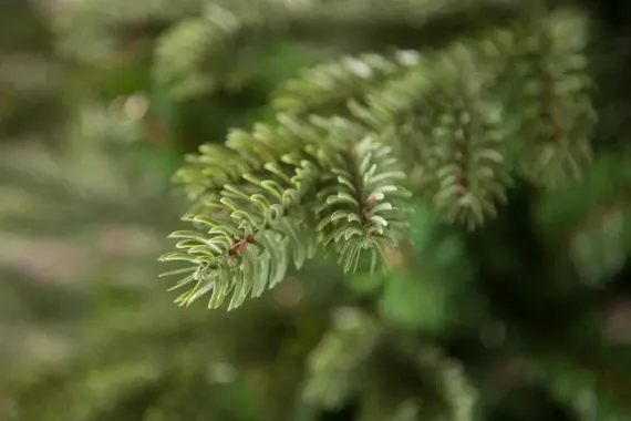 Елка Шервуд Премиум 305 см., литая хвоя+пвх, Triumph Tree (73779)