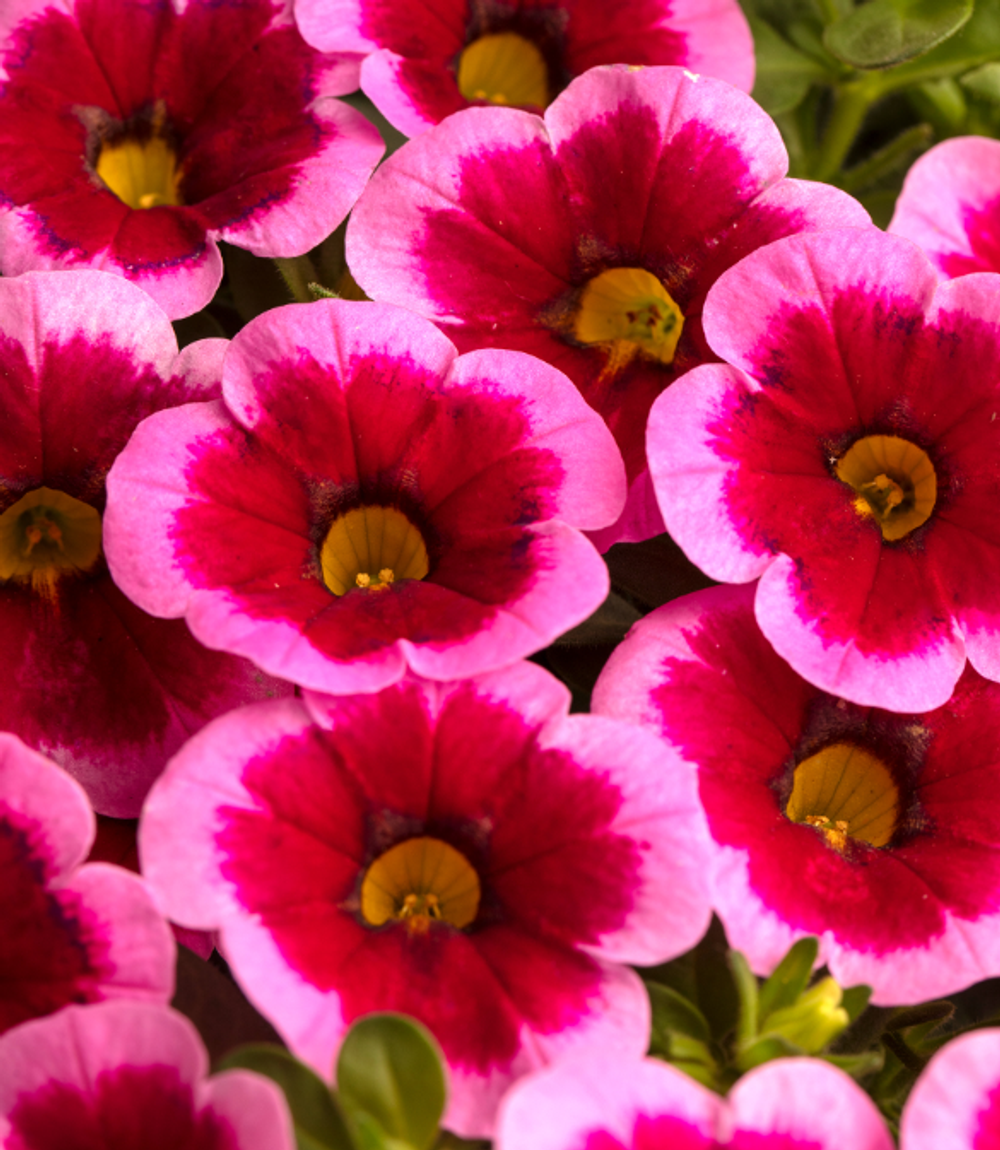 ЕВРО Calibrachoa CALILOCO Frankenberry неукор черенок конец ноября 25