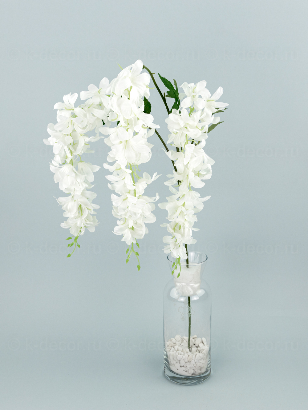 Глициния ампельная Маркиза