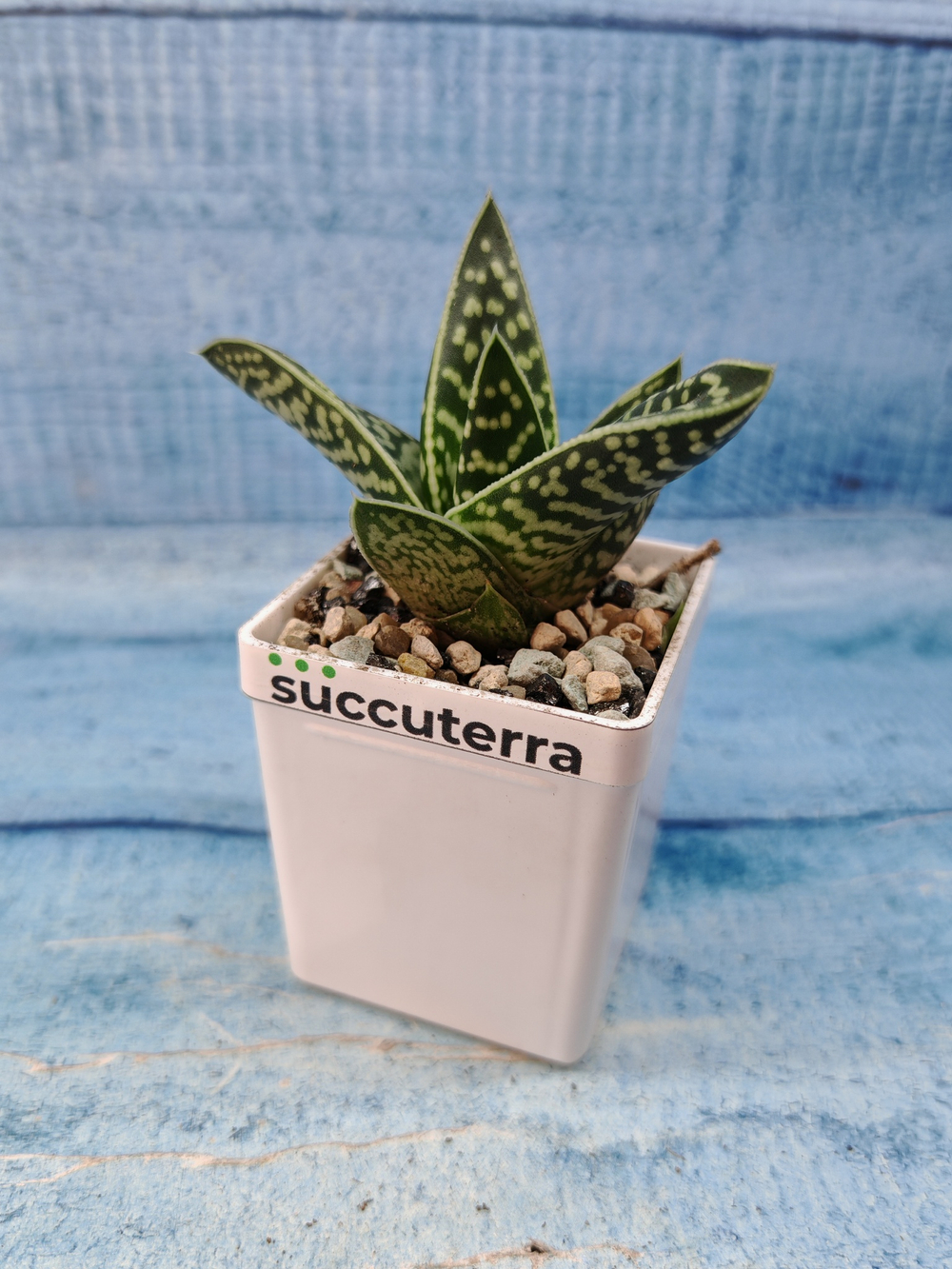 Gasteraloe Aveo (Гастерлоэ)
