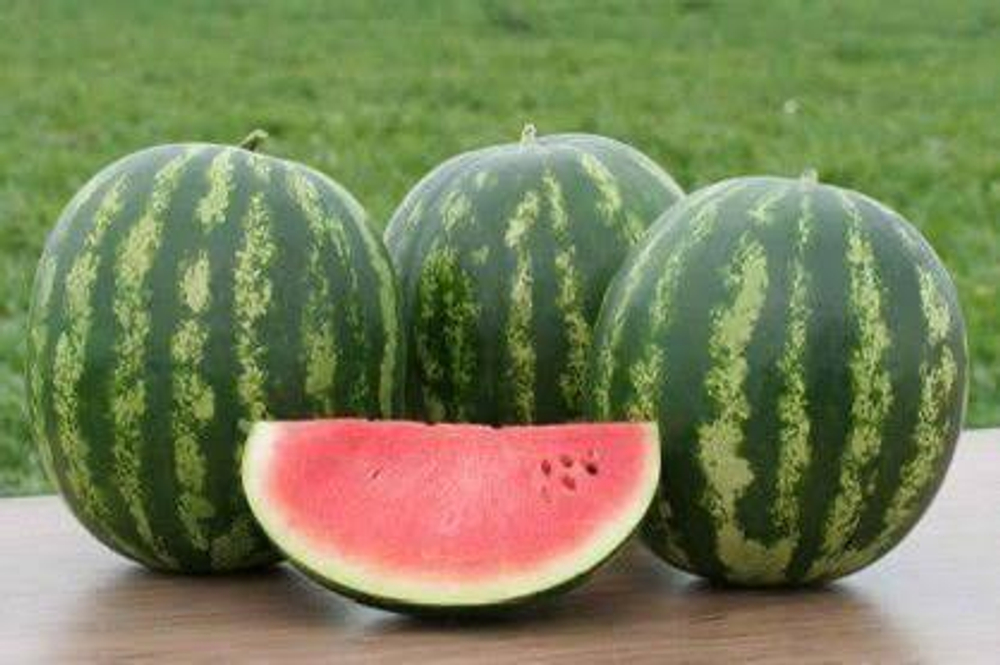 Ница семена арбуза (ПОИСК)