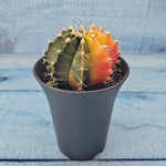 Gymnocalycium Variegata (Гимнокалициум Вариегатный)