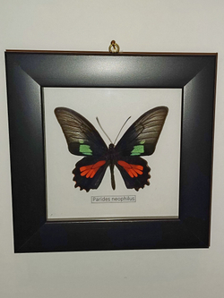 Бабочка Parides neophilus в рамке
