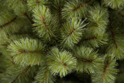 Ель Лесная красавица  260см голубая Triumph Tree