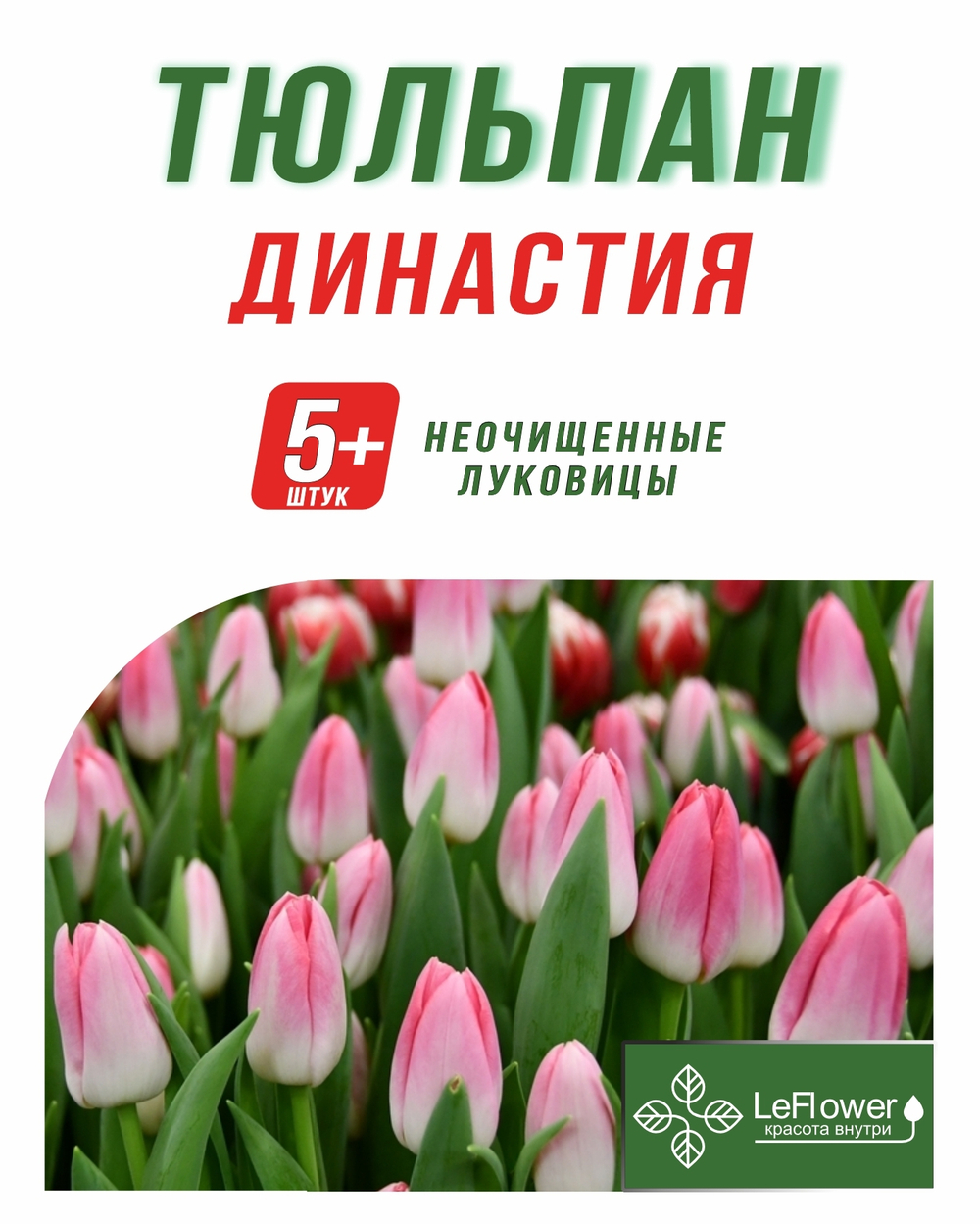 Тюльпан Луковица, Династия 5+ шт