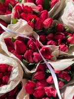 Тюльпаны классика - красный цвет