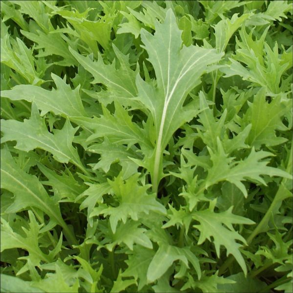 Капуста японская листовая Мизуна 15шт  Мировые Семена VITA GREEN