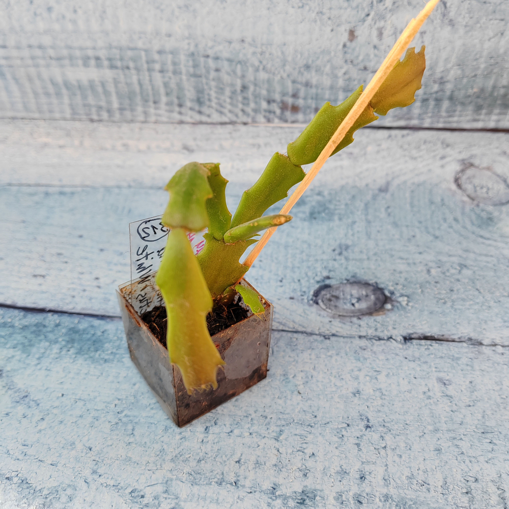 Schlumbergera Thor Wild Cactus White (Декабрист)