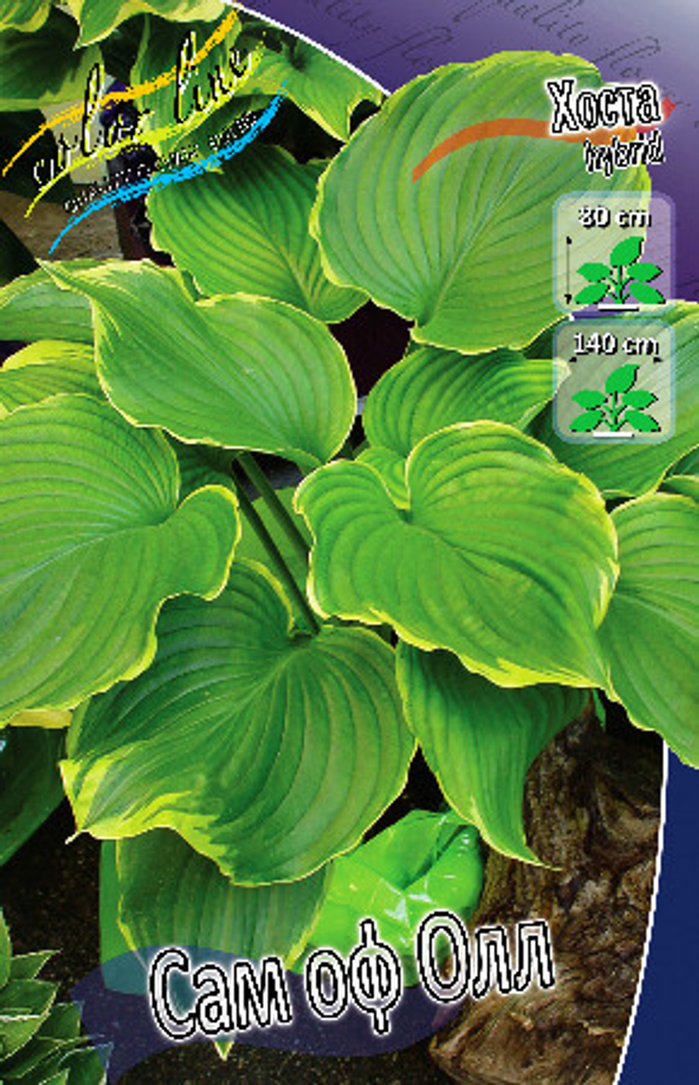 Hosta Sum of All
