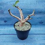 Adenium Baobab (Адениум)