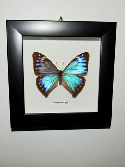 Бабочка Morpho aega самка в рамке
