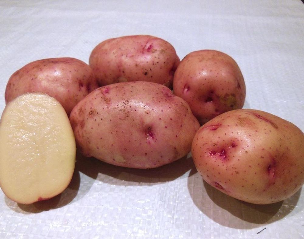 Картофель семенной  Жуковский 2 кг