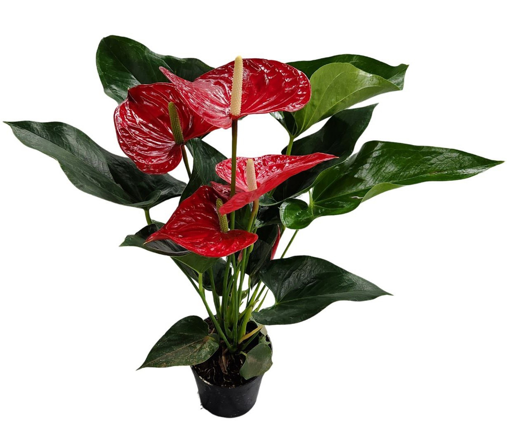 Антуриум Андрианум Мичиган