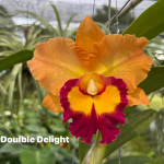 Орхидея ринхолелиокаттлея RLC. DOUBLE DELIGHT