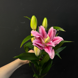 Лилия ярко-розовая махровая 80 см / 1 шт