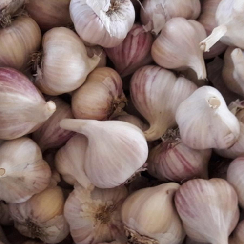 Чеснок озимый Антошка