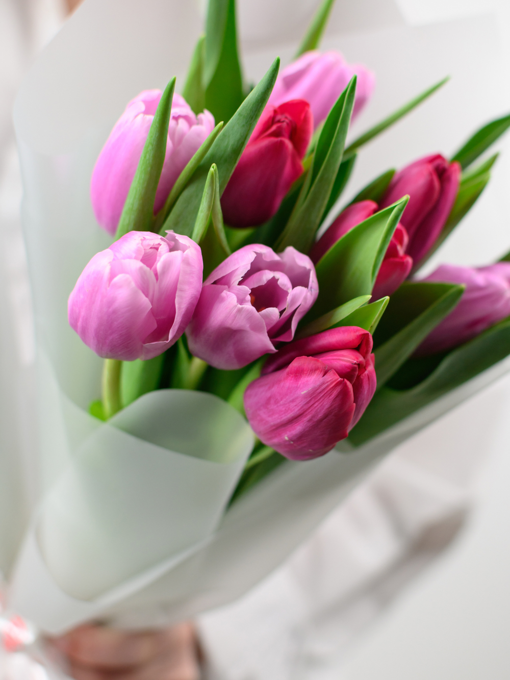 Тюльпаны микс