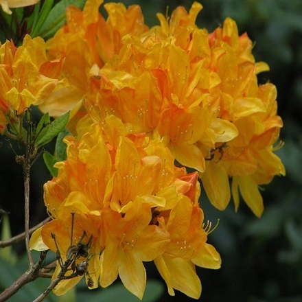 Азалия Голден Сансет