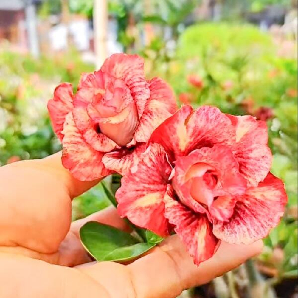 Адениум ATHALIA