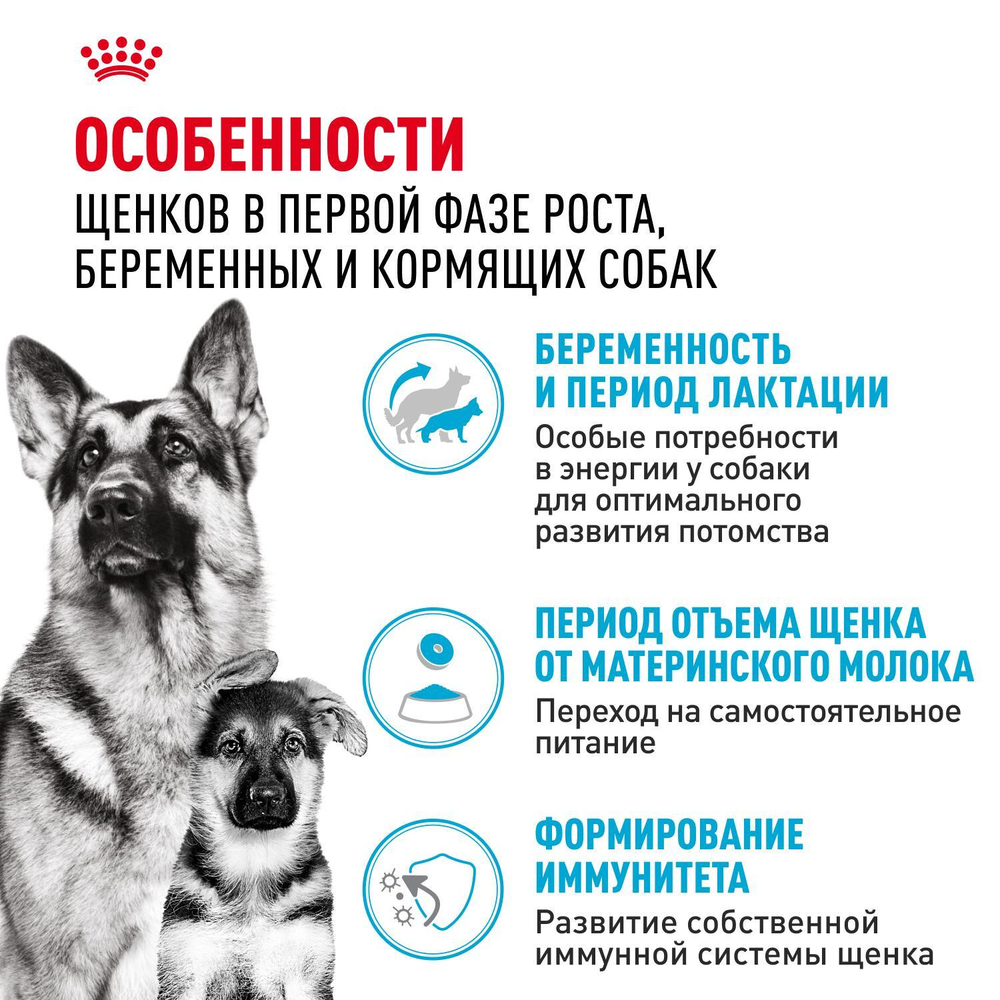 Royal Canin Maxi Starter Корм для щенков крупных пород до 2-х месяцев беременных и кормящих собак 4 кг