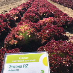 ЭНТОНИ семена салата (Rijk Zwaan | Alexagro)