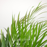 Хризалидокарпус 19/100