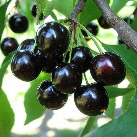 Вишня Россошанская черная