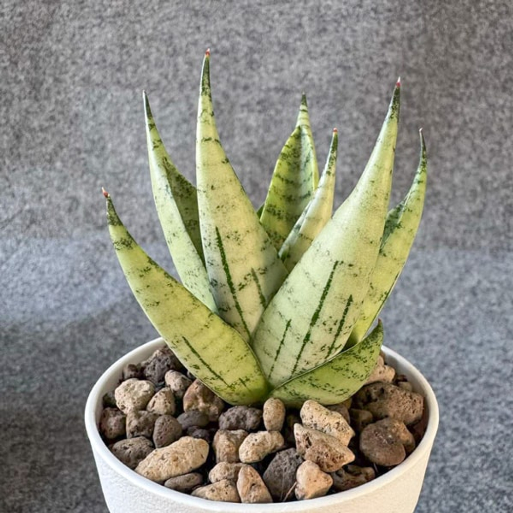 Сансевиерия MAHA NAKHON DWARF