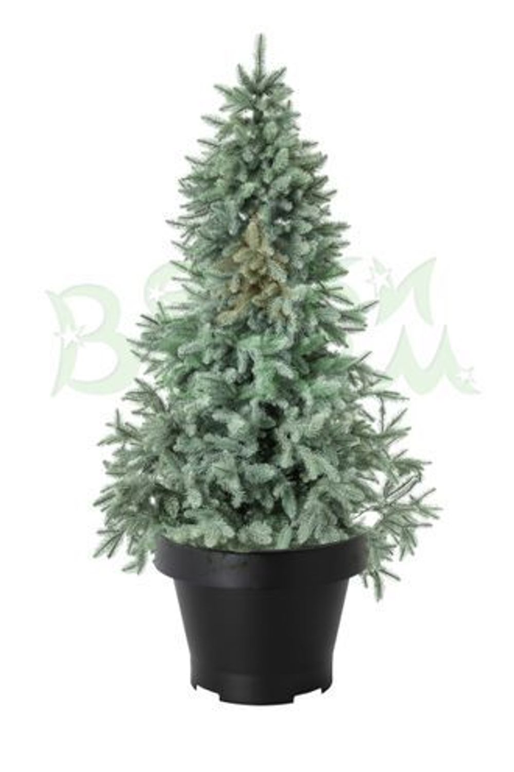 Голубая ель в горшке