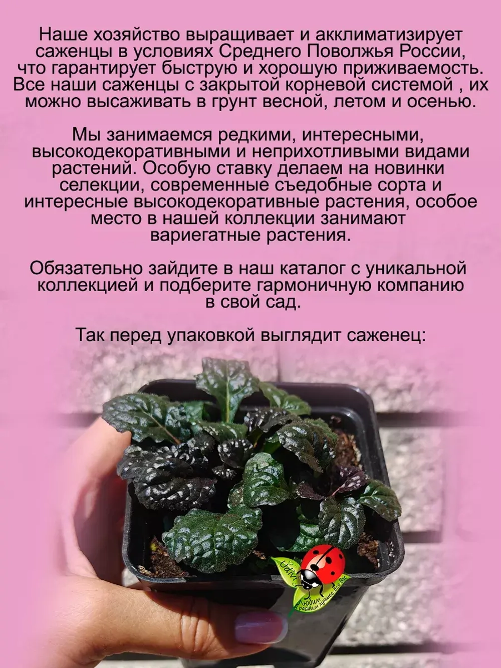 Живучка Металлика Криспа аюга