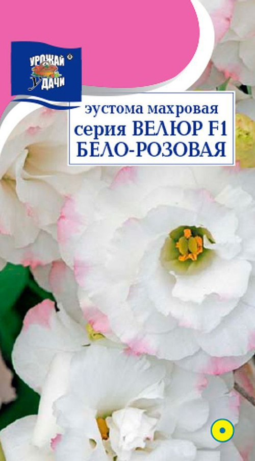 Эустома Велюр бело-розовая