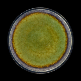 Тарелка мелкая 10,5" 265мм, синий+зеленый "Corone Verde"